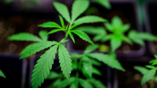 Vier Cannabisplantagen in Nordrhein-Westfalen entdeckt - sieben Festnahmen