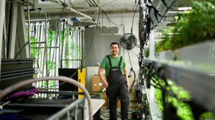 Au Groenland, le pari fou d'un entrepreneur pour faire pousser des salades