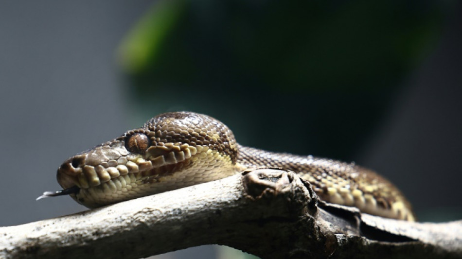 Spazierg&auml;ngerin entdeckt in Baden-W&uuml;rttemberg verletzte W&uuml;rgeschlange