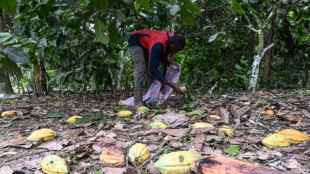 C&ocirc;te d'Ivoire: peur sur la r&eacute;colte de cacao apr&egrave;s de trop fortes pluies