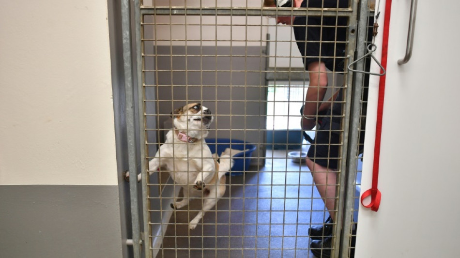 Zahl der ausgesetzten Tiere in Gro&szlig;britannien nimmt stark zu