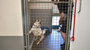 Zahl der ausgesetzten Tiere in Gro&szlig;britannien nimmt stark zu