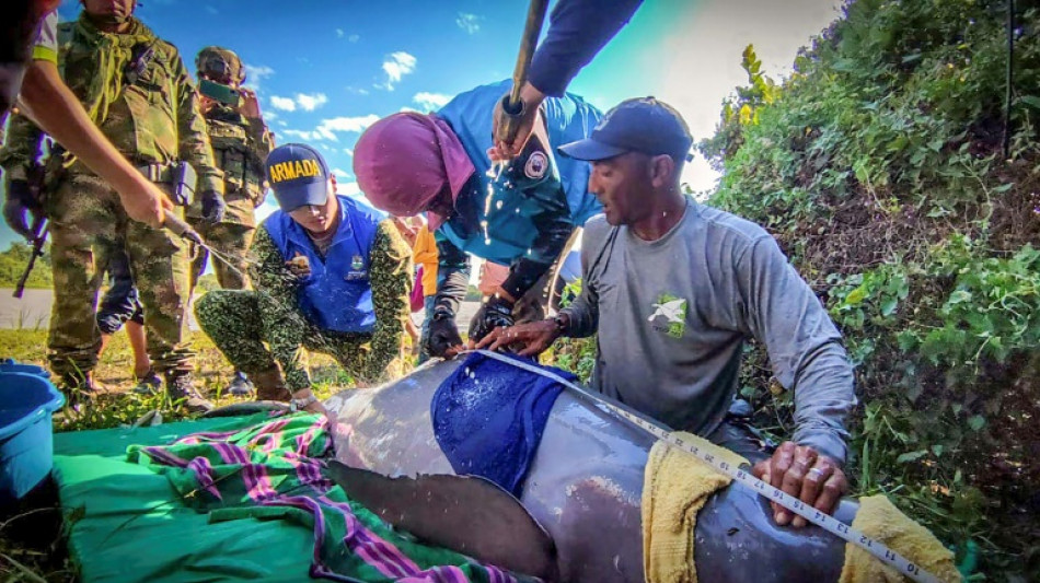 Rescatan en Colombia a dos delfines rosados en peligro de extinci&oacute;n