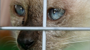 Beh&ouml;rden befreien 18 Siamkatzen aus verwahrloster Wohnung in Berlin