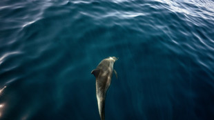Cient&iacute;ficos alertan que ramas enteras del "&aacute;rbol de la vida" se est&aacute;n extinguiendo