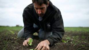Au Royaume-Uni, un printemps exceptionnellement sec suscite les angoisses des agriculteurs