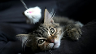 In zugeklebten Pappkartons: Mehr als 20 Katzen an Bremer Friedhof ausgesetzt