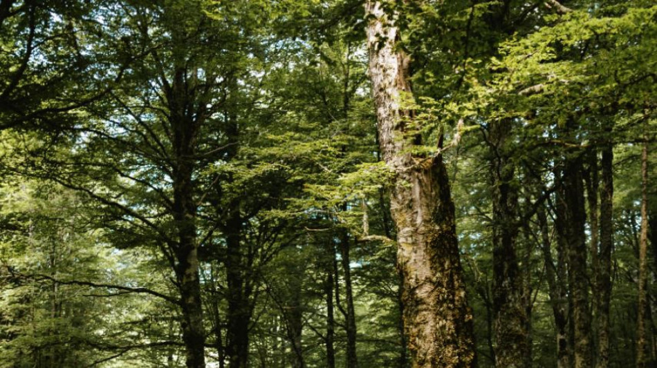 Turismo, dal MiTur quasi 11 milioni per la montagna calabra