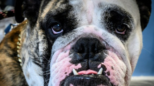 Feuerwehr befreit in Stuttgart vor K&auml;lte zitternden Hund aus verschlossenem Auto