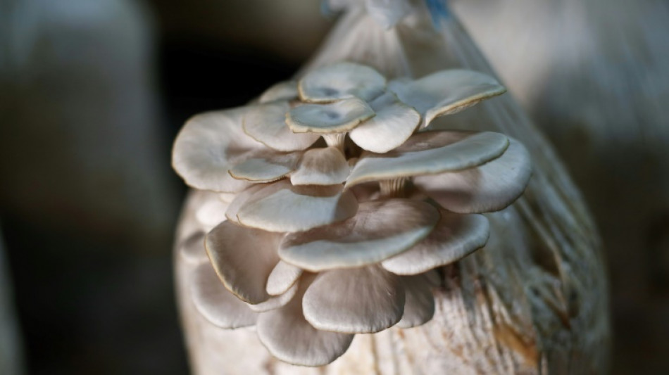 &Uuml;berdurchschnittliche Champignonsernte 2024 - dennoch schlechter als im Vorjahr