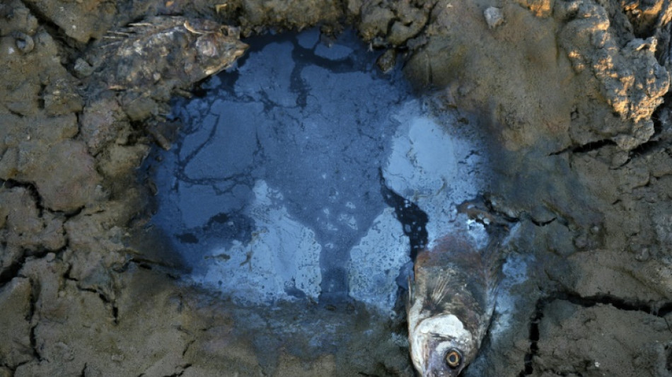 Pantanos del sur de Irak se secan y una civilizaci&oacute;n agoniza