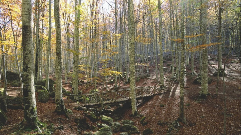 Nel 2024 pi&ugrave; boschi e aziende certificati per buona gestione