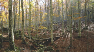 Nel 2024 pi&ugrave; boschi e aziende certificati per buona gestione