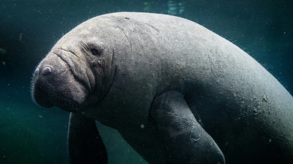 Ambientalistas advierten de peligro de extinci&oacute;n de los manat&iacute;es en Guatemala