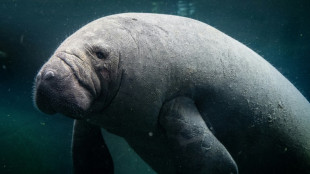 Ambientalistas advierten de peligro de extinci&oacute;n de los manat&iacute;es en Guatemala