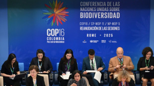 Pa&iacute;ses aprovam plano de &uacute;ltima hora na COP16 para financiar biodiversidade