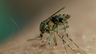Le vaccin anti-chikungunya de Valneva enregistre des r&eacute;sultats prometteurs