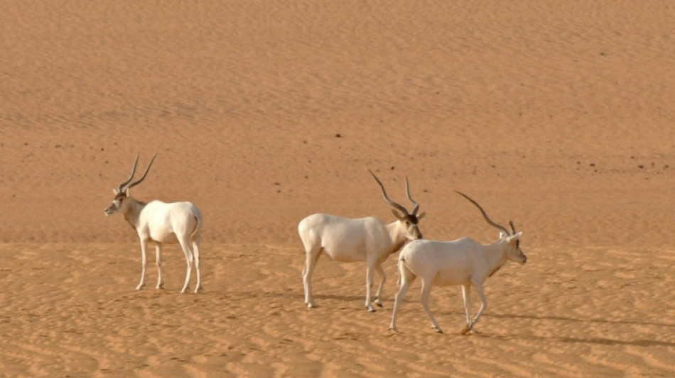 Zoll beschlagnahmt an M&uuml;nchner Flughafen gebratene Antilopen