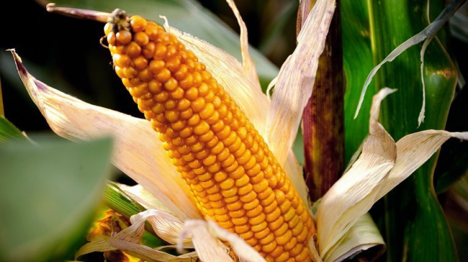 Landwirte d&uuml;rfen wegen Ukraine-Kriegs dieses Jahr auf &Ouml;ko-Fl&auml;chen Futter anbauen