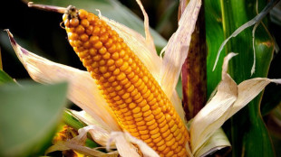 Landwirte d&uuml;rfen wegen Ukraine-Kriegs dieses Jahr auf &Ouml;ko-Fl&auml;chen Futter anbauen