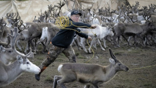 Norv&egrave;ge: &agrave; travers fjords, glaciers et montagnes, les rennes ach&egrave;vent leur transhumance d'&eacute;t&eacute; 