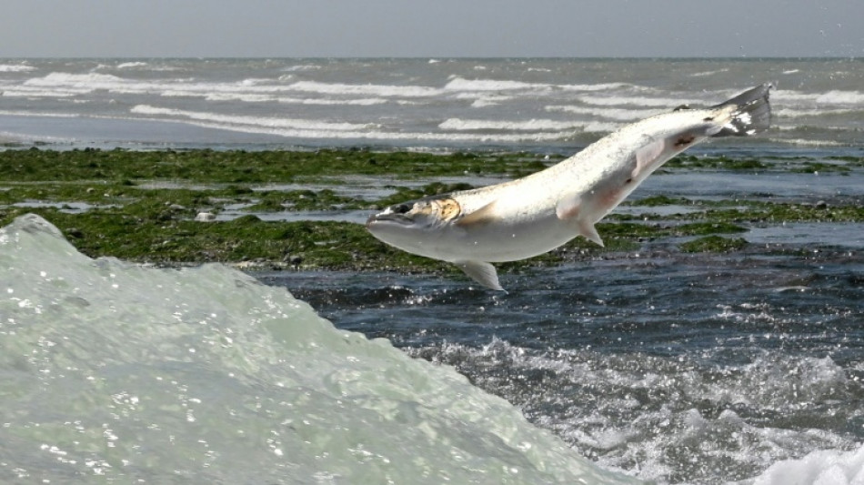 Vers un arr&ecirc;t de la p&ecirc;che au saumon dans le Sud-Ouest