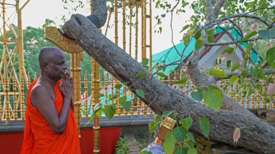 Una campa&ntilde;a de falsos rumores en torno al &aacute;rbol m&aacute;s sagrado de Sri Lanka