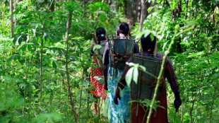 La deforestación cae en todos los biomas de Brasil por primera vez en seis años