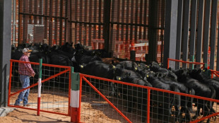 EEUU reabre otro punto para la exportaci&oacute;n de ganado de M&eacute;xico