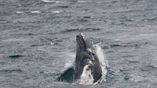 Zoll in Schleswig-Holstein st&ouml;&szlig;t bei Reisenden vermehrt auf Walsalami