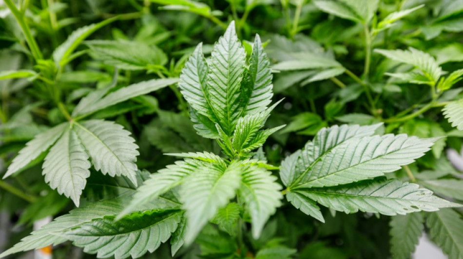 Hafturteil gegen M&uuml;nchner Cannabisarzt rechtskr&auml;ftig