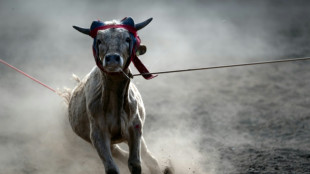 EEUU impide ingreso de ganado mexicano por plaga de gusano barrenador