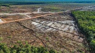 Indonesia food plan risks 'world's largest' deforestation