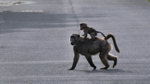 Las cifras que alarman a cient&iacute;ficos y agitan el debate en la COP16