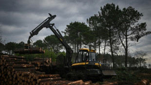 Dans les Landes, le ballet des abatteuses pour &eacute;radiquer le ver tueur de pins