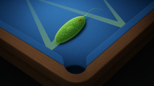 La fisica del biliardo guida i microrganismi nelle esplorazioni