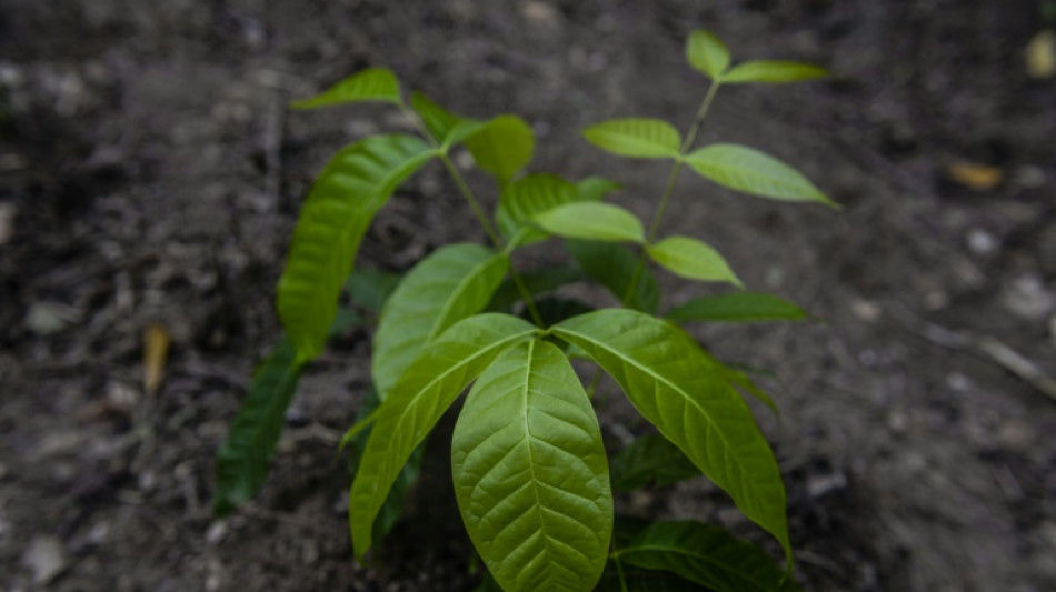 Asesinado un ambientalista ind&iacute;gena de la Amazon&iacute;a peruana tras recibir amenazas