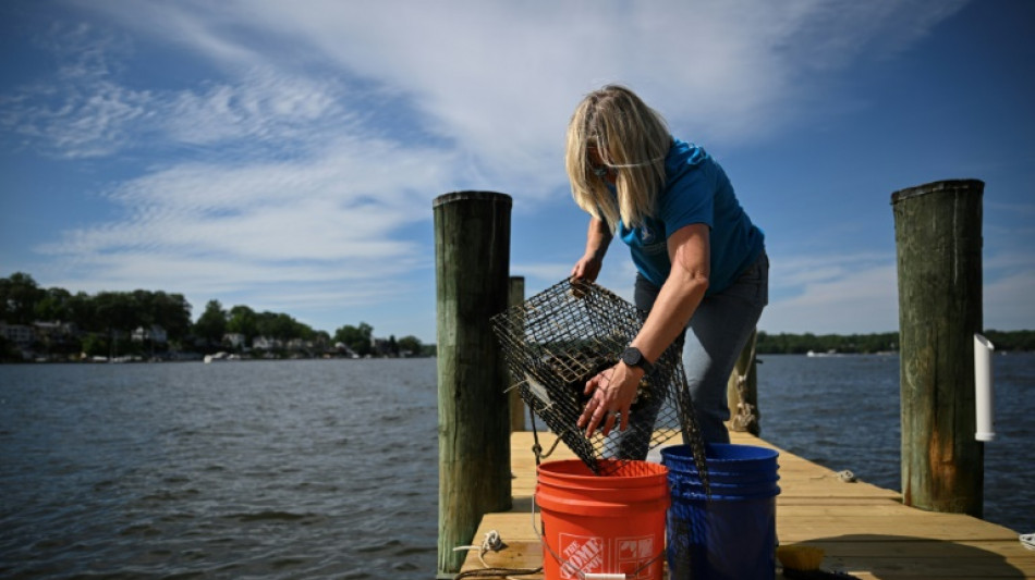 Aux Etats-Unis, des volontaires &eacute;l&egrave;vent des hu&icirc;tres pour nettoyer les mers