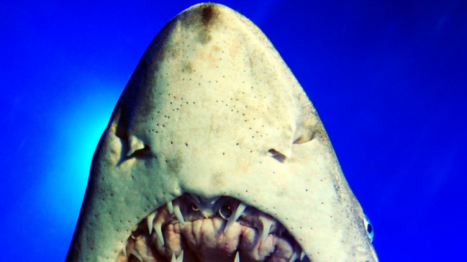 Versauerung der Ozeane: Haie könnten ihren Biss verlieren