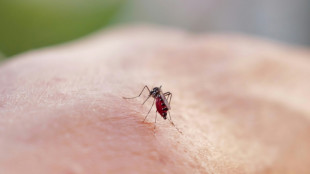 Dengue, chikungunya may soon be endemic in Europe: research