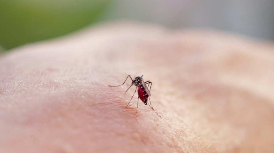 Dengue et chikungunya: autour de 2.000 cas importés  depuis début 2025 en France métropolitaine