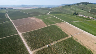 Fran&ccedil;a condena tr&ecirc;s pessoas por tr&aacute;fico de humanos nos vinhedos de Champanhe