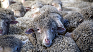 New Zealand farmers battle pine forests to 'save our sheep'