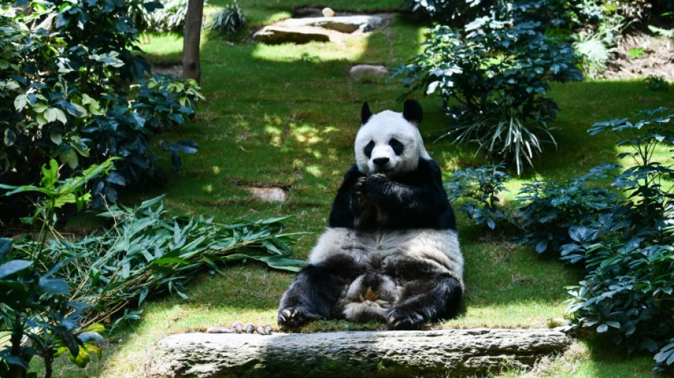 Longest-living male giant&nbsp;panda&nbsp;in captivity An An dies at 35
