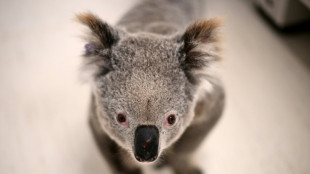 Australia approves chlamydia vaccine for koalas