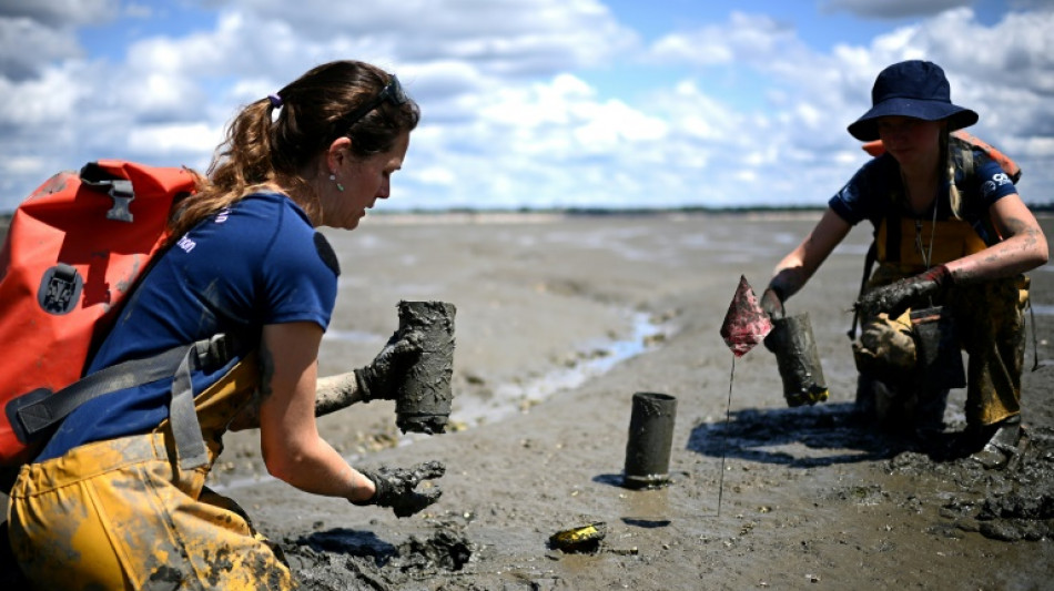 Sur le bassin d'Arcachon, la délicate préservation d'une plante "refuge de la biodiversité"