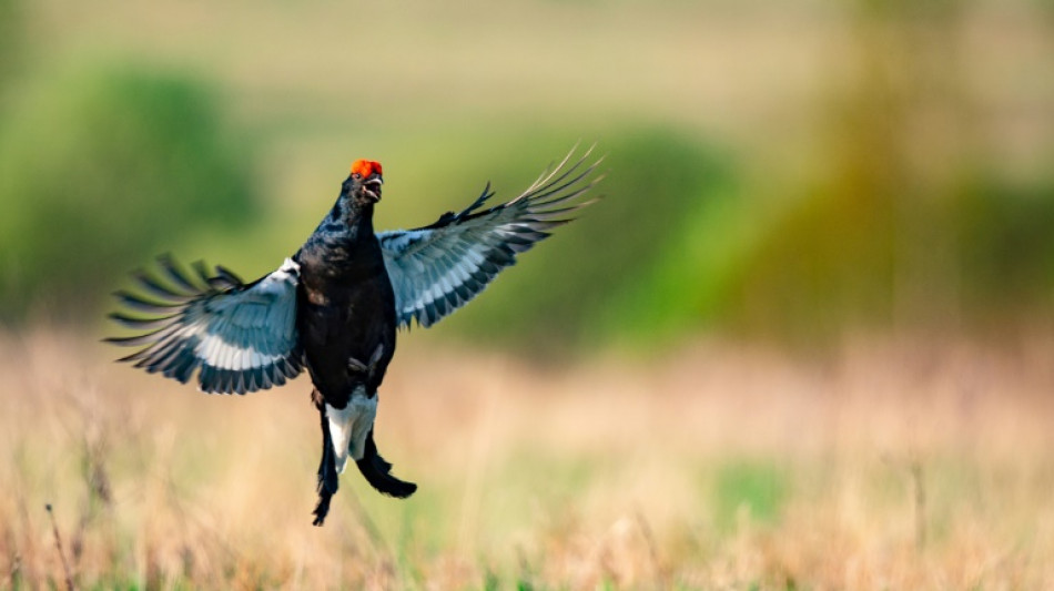 La justice autorise les l&acirc;chers de grand t&eacute;tras dans les Vosges
