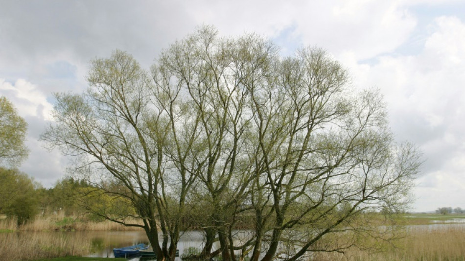 Lemke will zügig Gesetz für mehr Naturflächen auf den Weg bringen