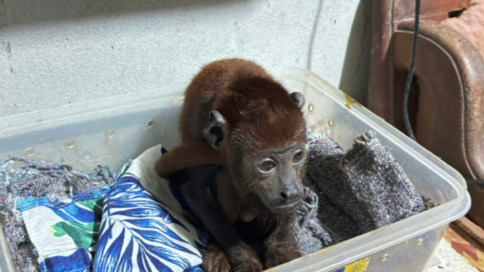 La policía peruana desarticula una organización internacional de tráfico de fauna de la Amazonía