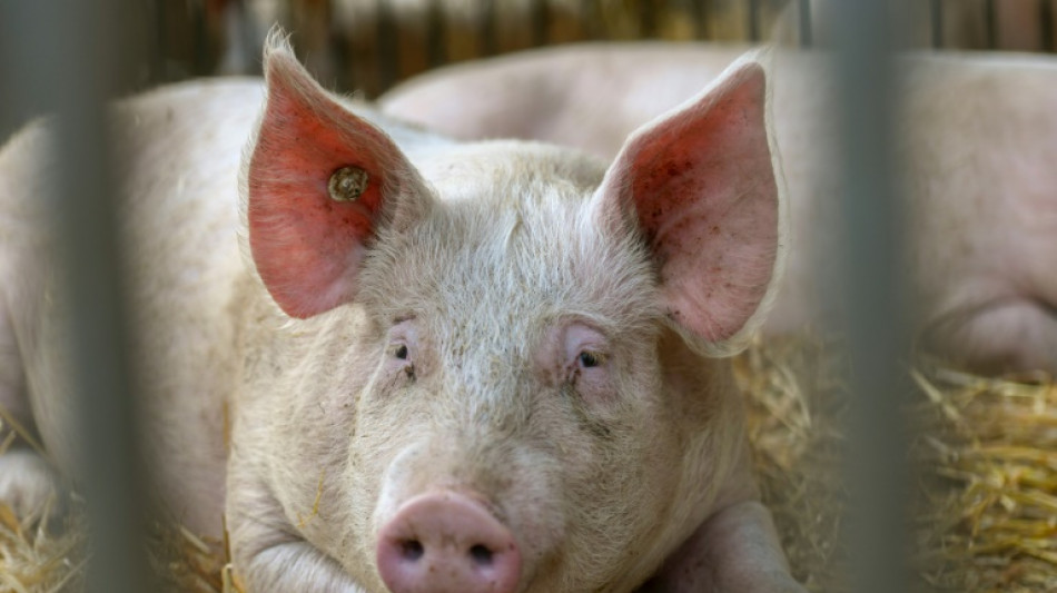 Aldi will auch Fleisch- und Wurstwaren auf h&ouml;here Haltungsstufen umstellen
